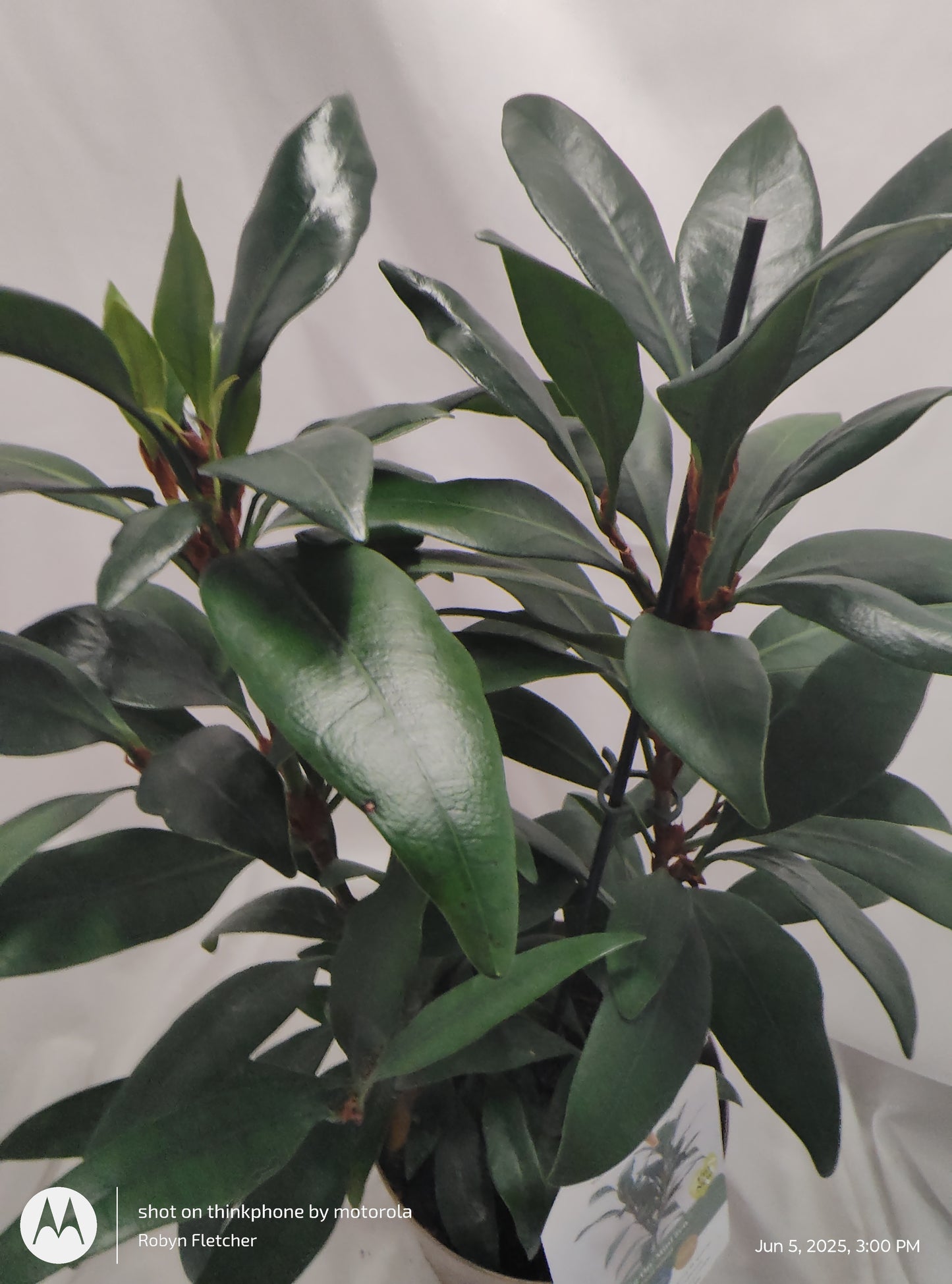 FICUS MINI ZEN™ CYATHISTIPULA MINI PROVEN WINNER 17CM