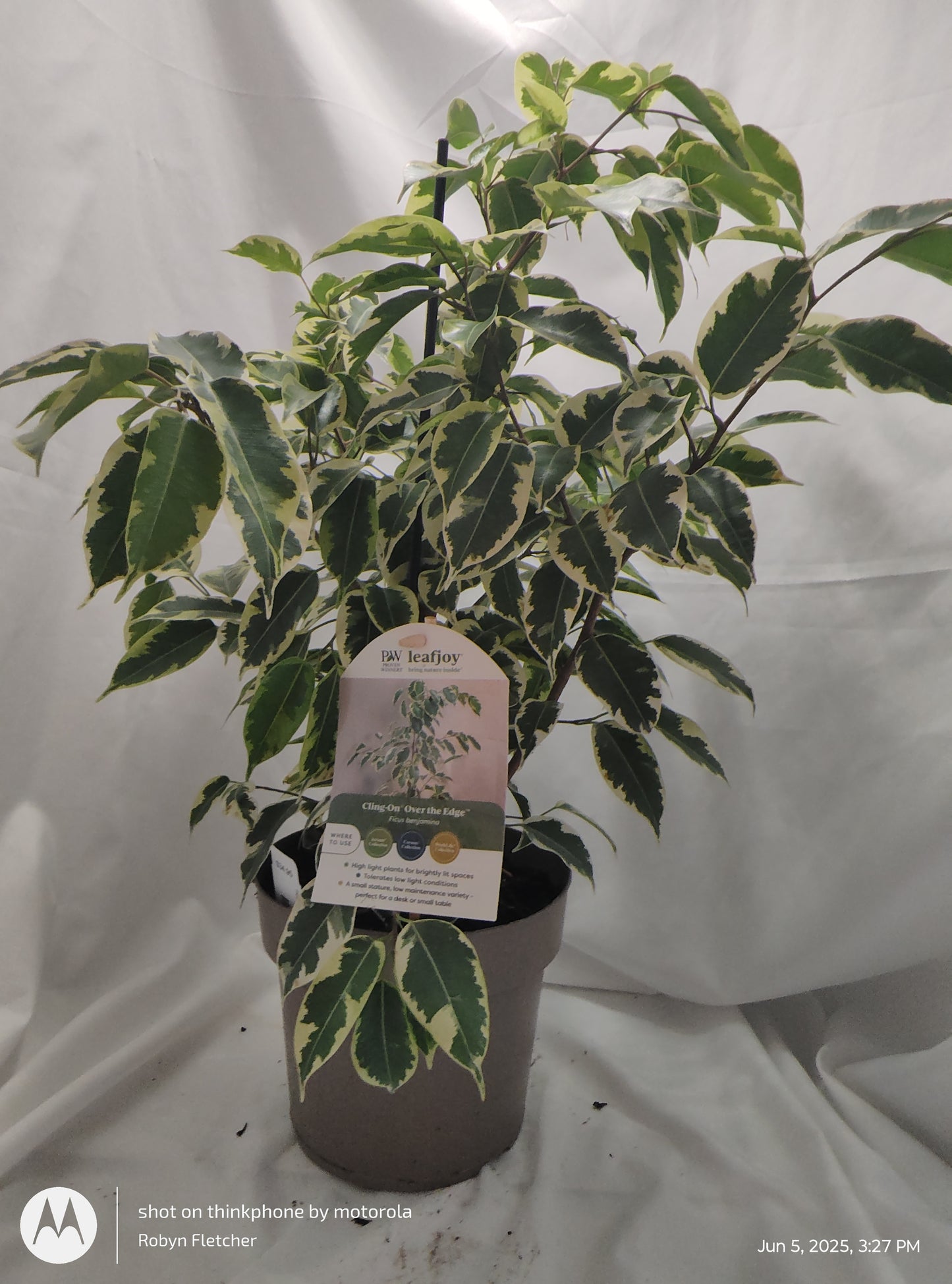 FICUS BENJAMINA OVER THE EDGE™ SAMANTHA PROVEN WINNER 17CM