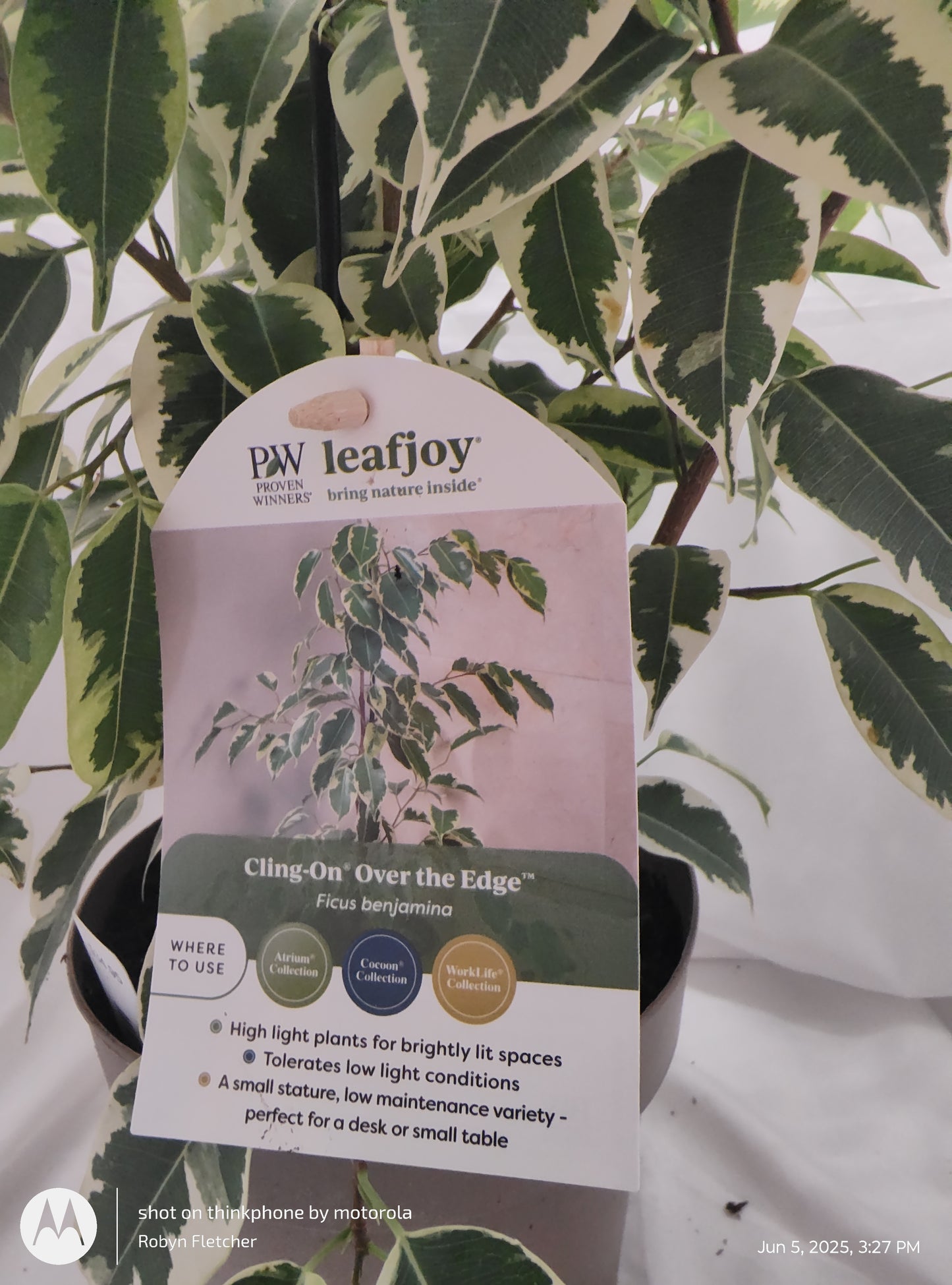 FICUS BENJAMINA OVER THE EDGE™ SAMANTHA PROVEN WINNER 17CM