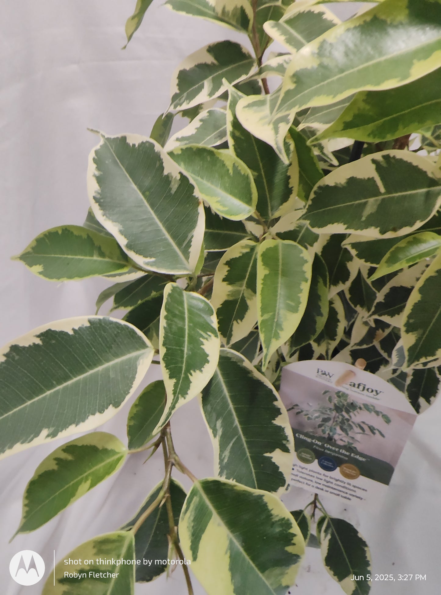 FICUS BENJAMINA OVER THE EDGE™ SAMANTHA PROVEN WINNER 17CM