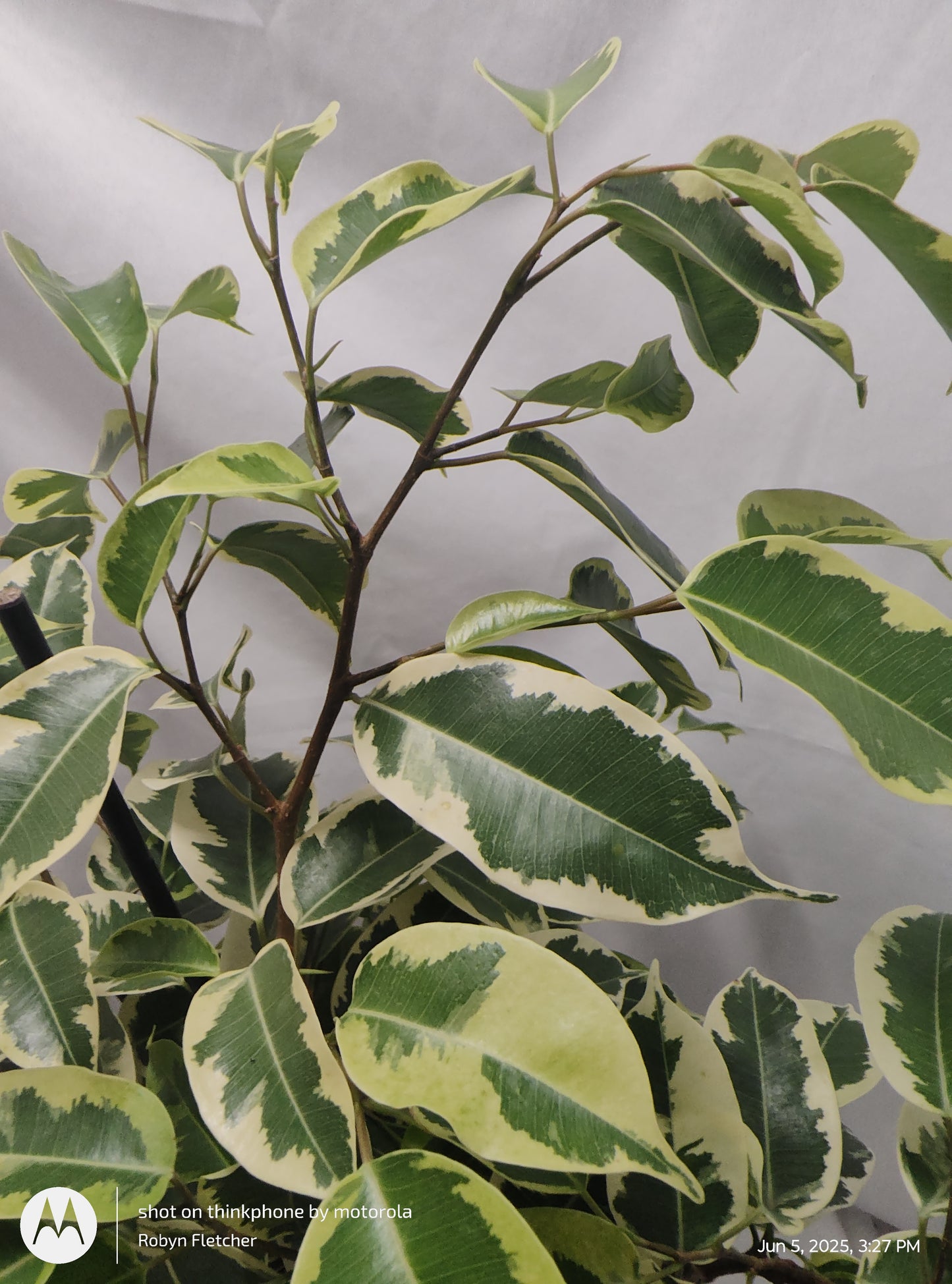 FICUS BENJAMINA OVER THE EDGE™ SAMANTHA PROVEN WINNER 17CM