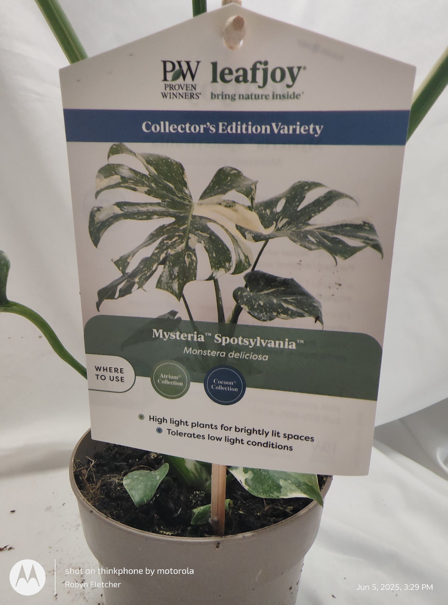 MONSTERA SPOTSYLVANIA THAI CONSTELLATION™ PROVEN WINNER 12CM