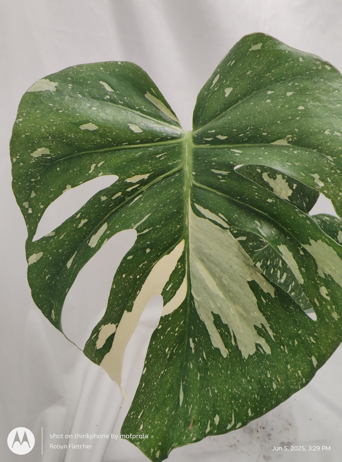 MONSTERA SPOTSYLVANIA THAI CONSTELLATION™ PROVEN WINNER 12CM