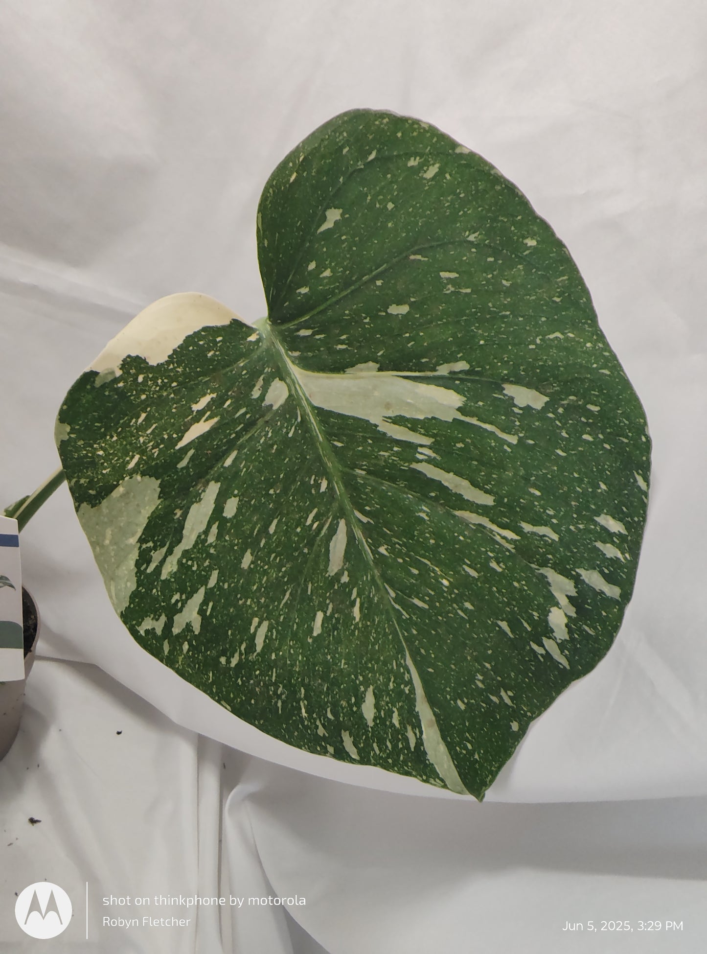 MONSTERA SPOTSYLVANIA THAI CONSTELLATION™ PROVEN WINNER 12CM