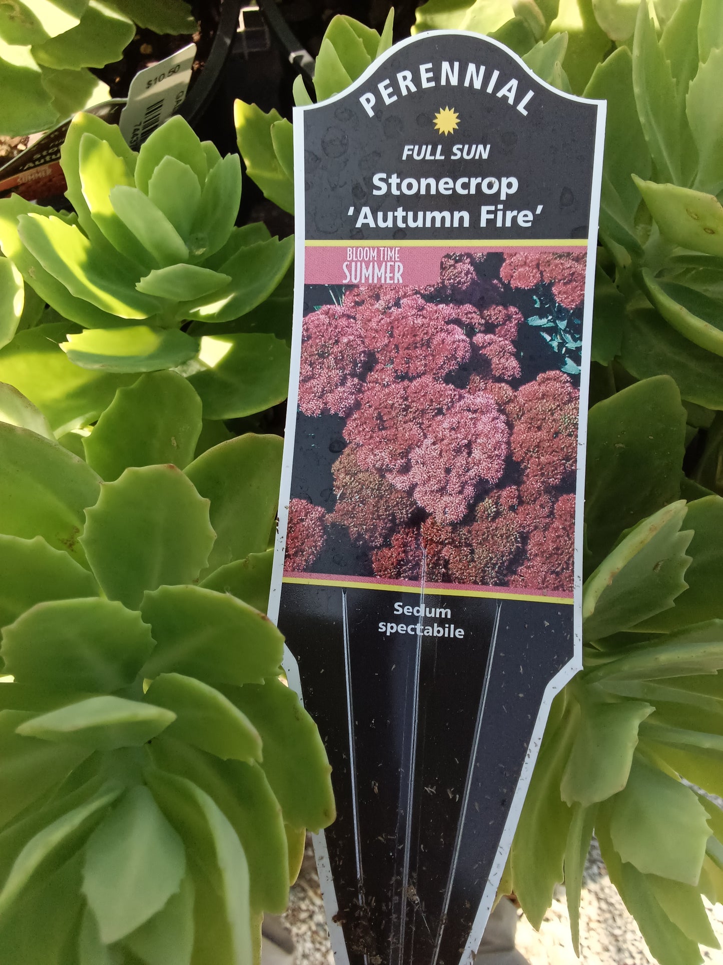 Sedum Autumn Fire