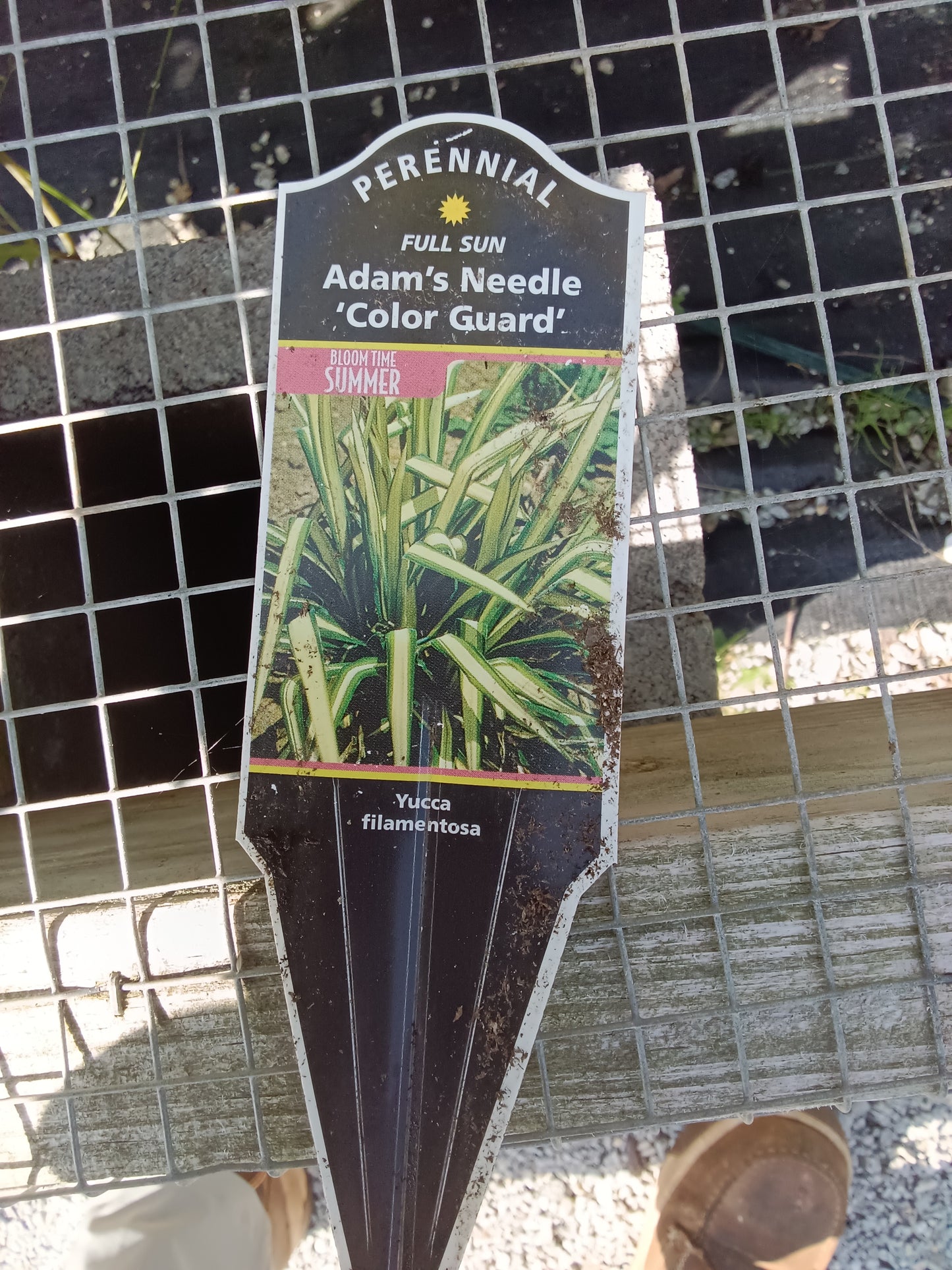 Yucca Adam's Neddle Color Guard