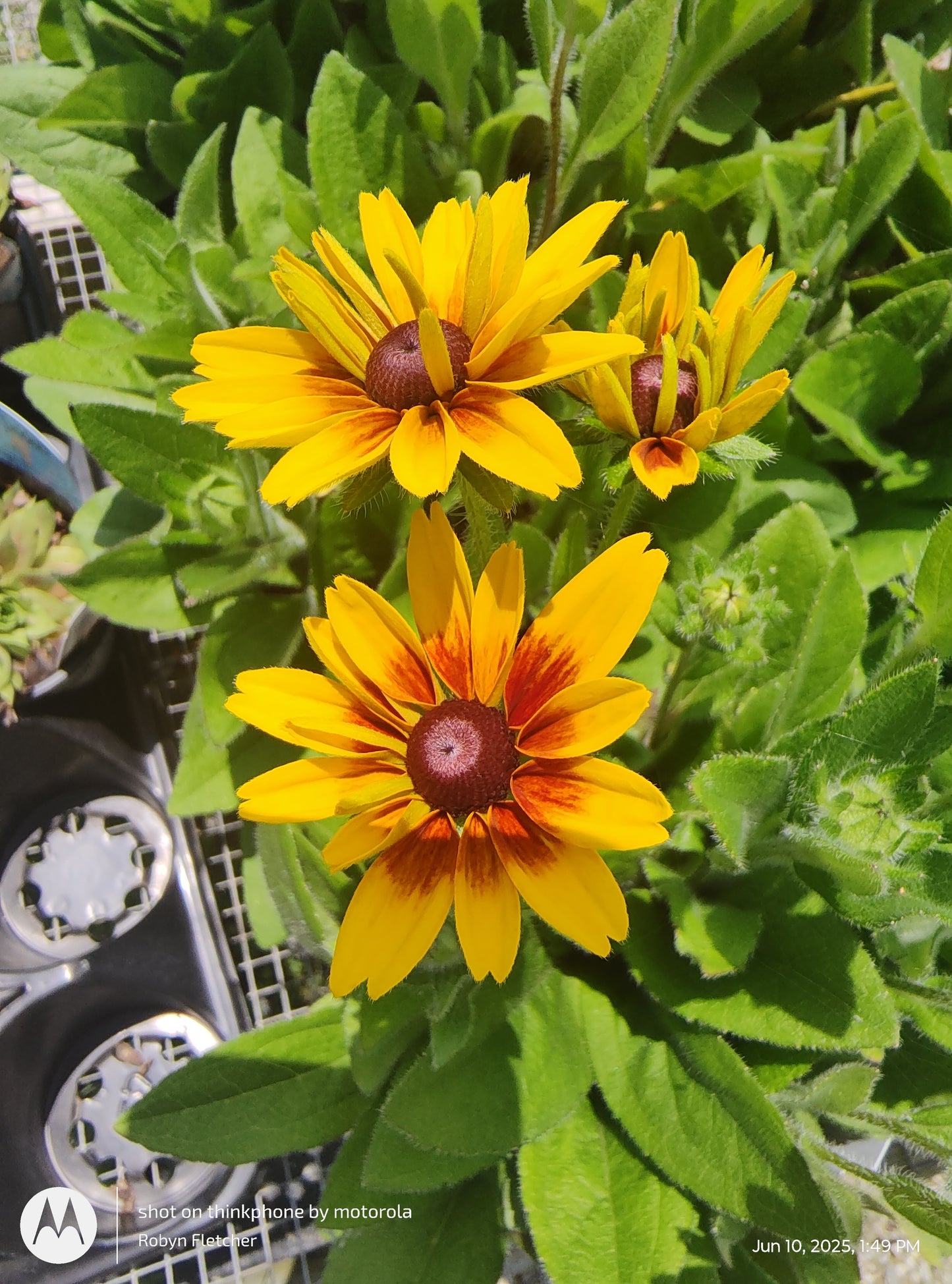 Rudbeckia MiniBecka Flame
