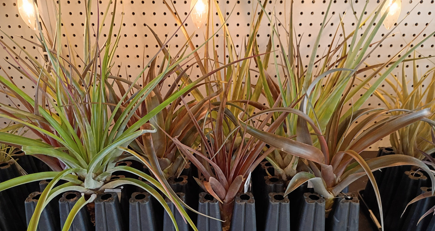 Air Plants