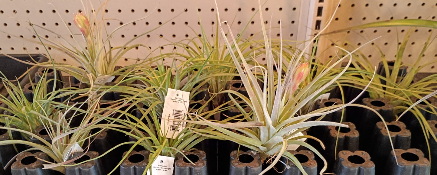 Air Plants