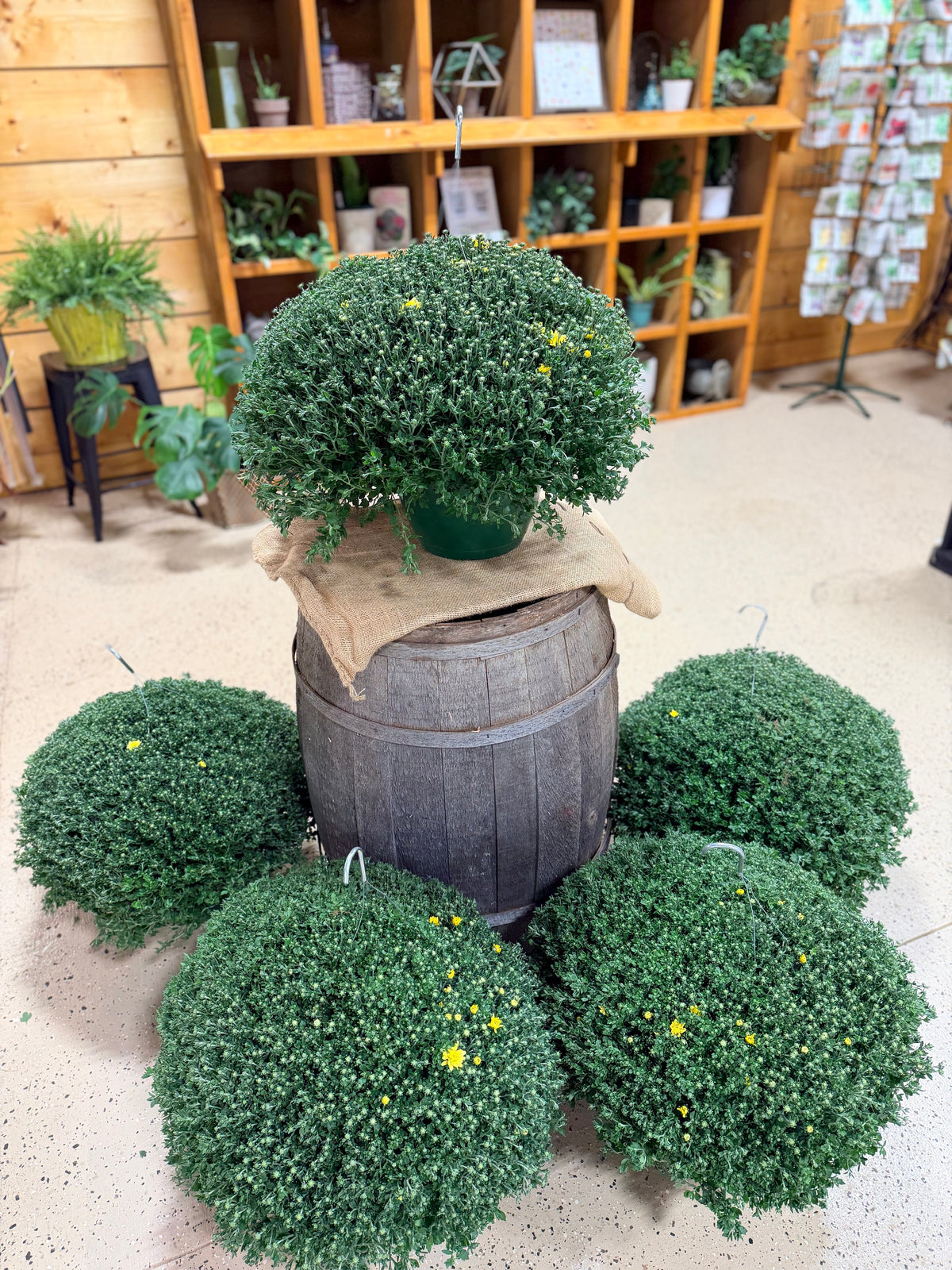 12" Fall Mum Hanging Basket