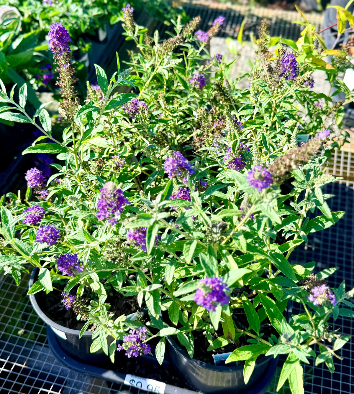 Butterfly- Bush