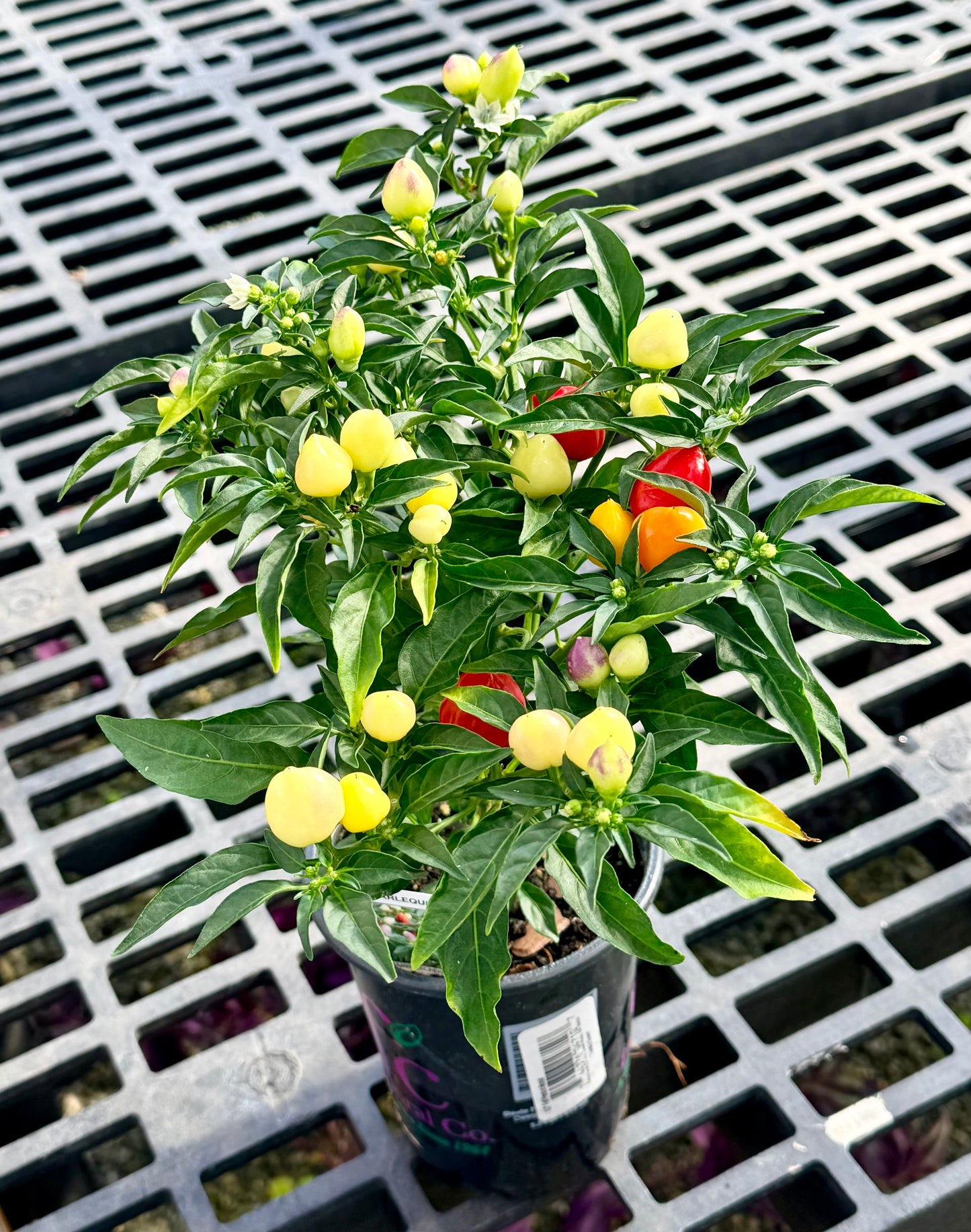 4.3" Ornamental Harlequin' Peppers