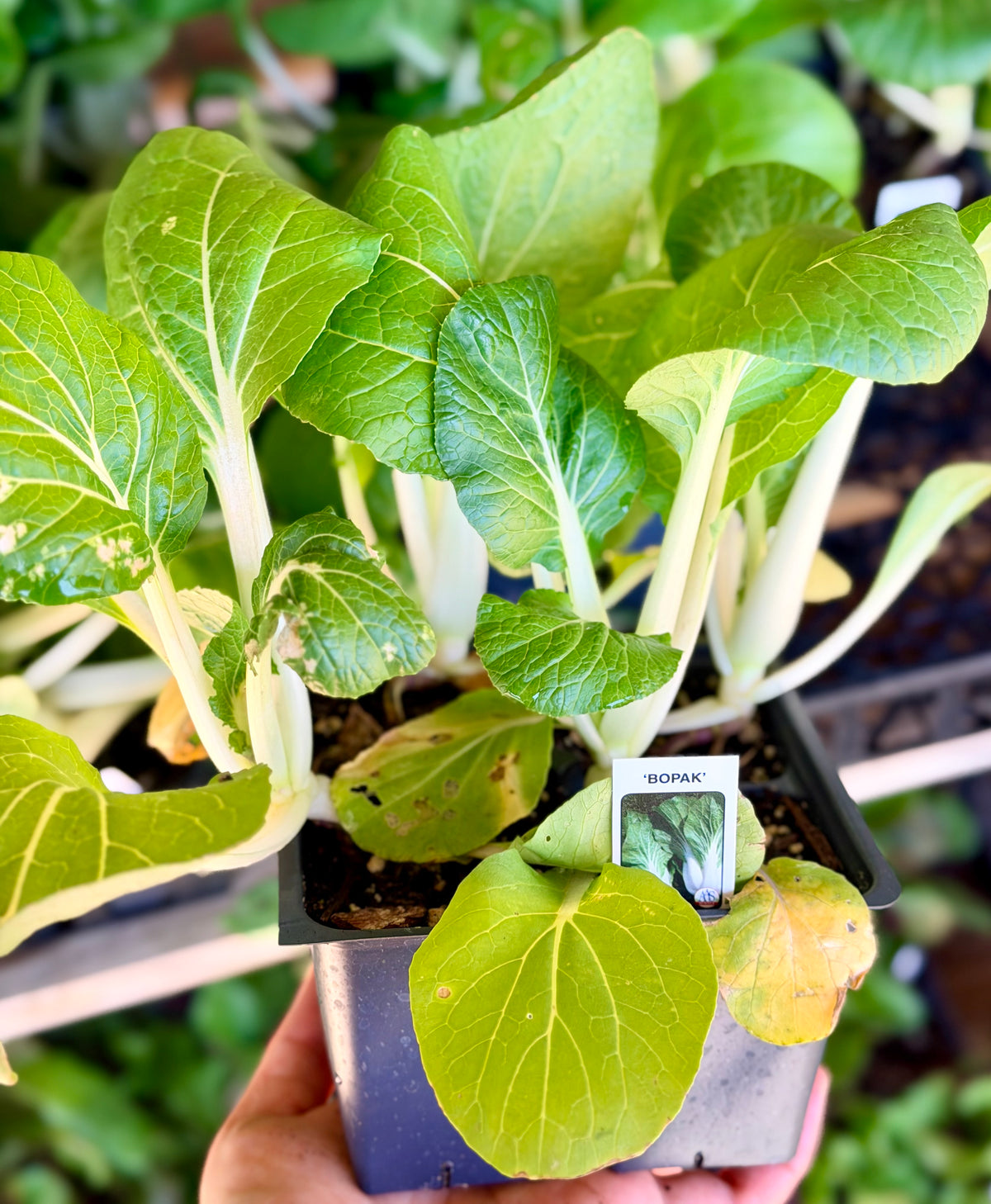 Bok Choy Cabbage