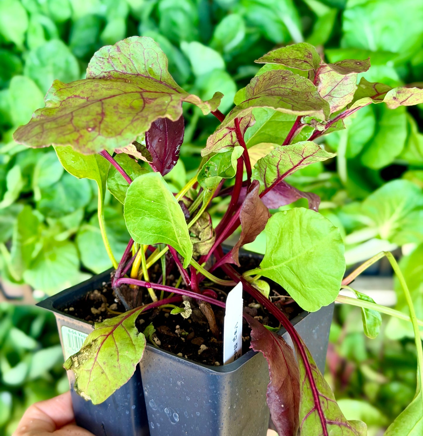 Beets – Vegetable Plant