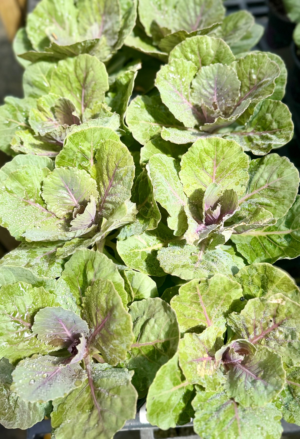 4.3" Ornamental Kale/Cabbage