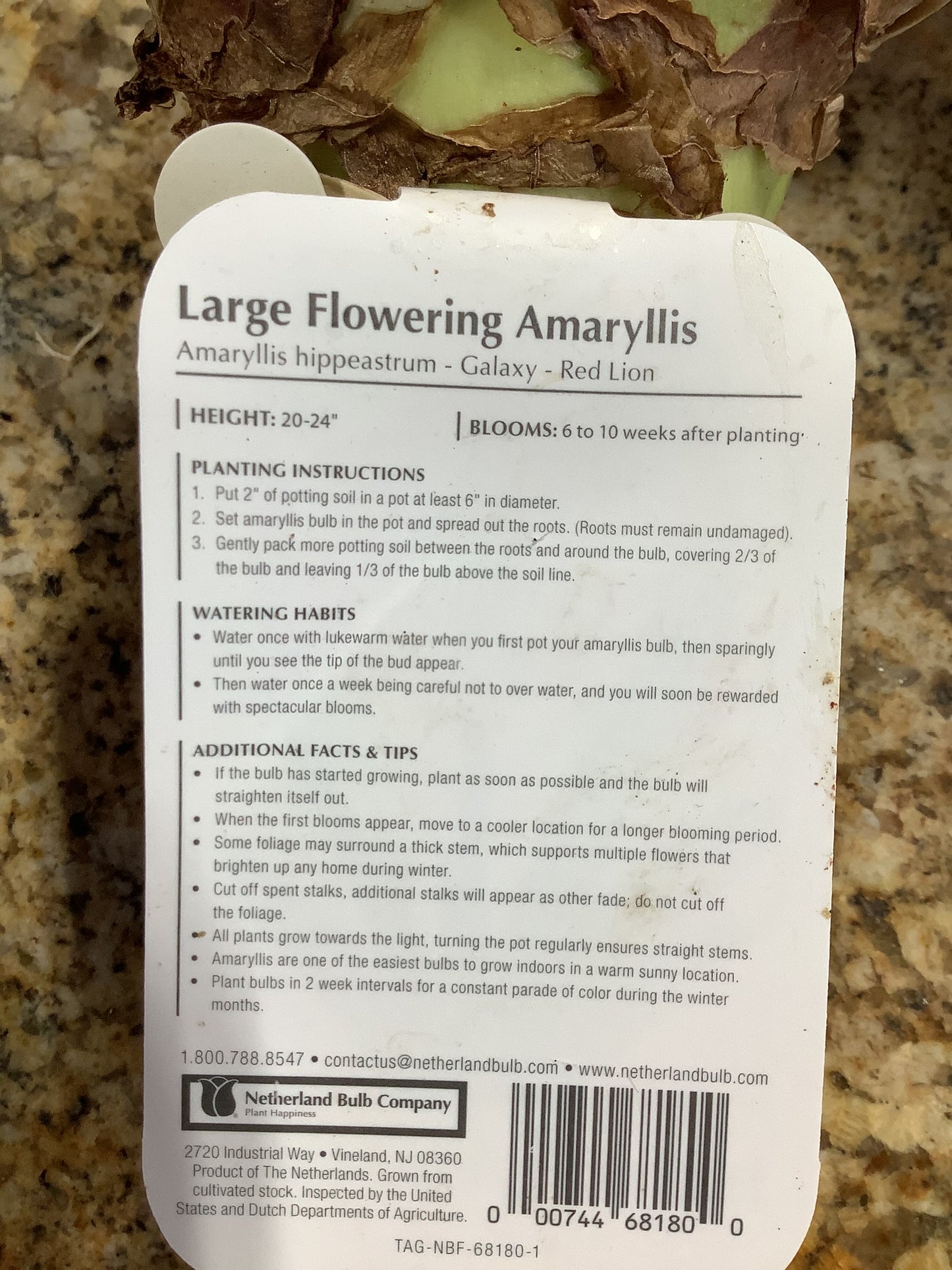 Indoor Amaryllis Red Lion Large