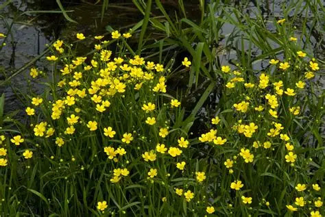 Ranunculus Miniature Spearwort