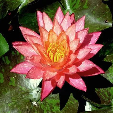 Waterlily- Wanvisa