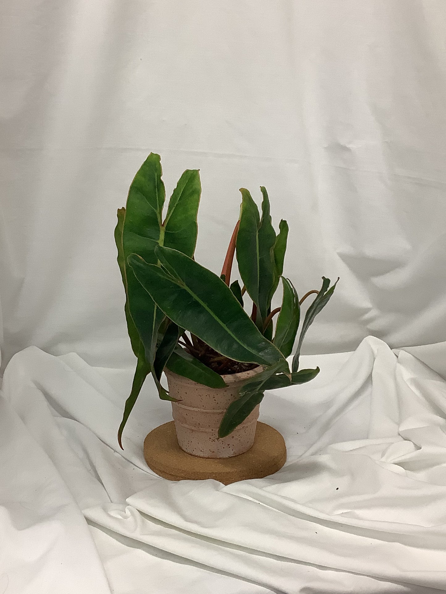 Philodendron Billietiae 4"