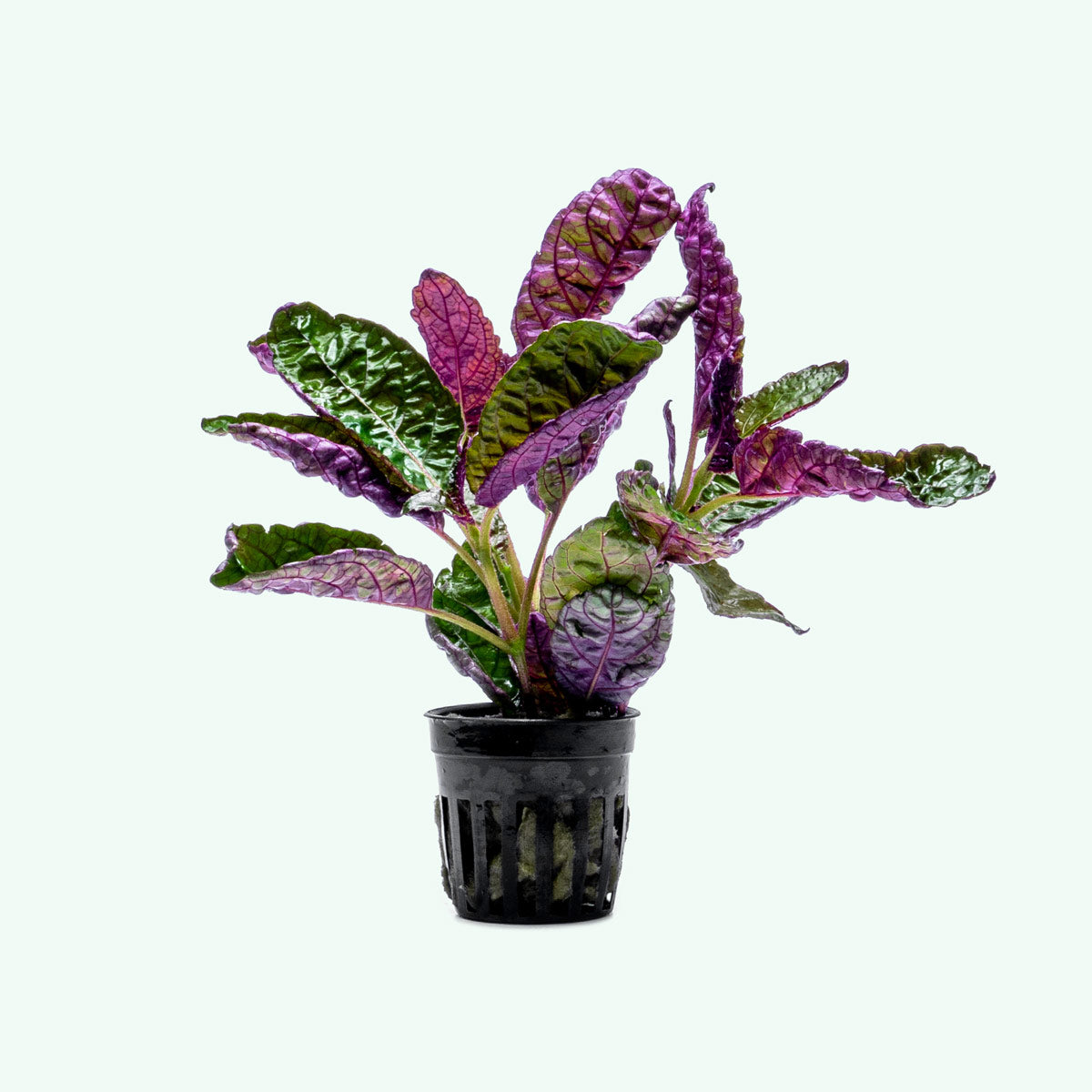Hemigraphis Purple Waffle
