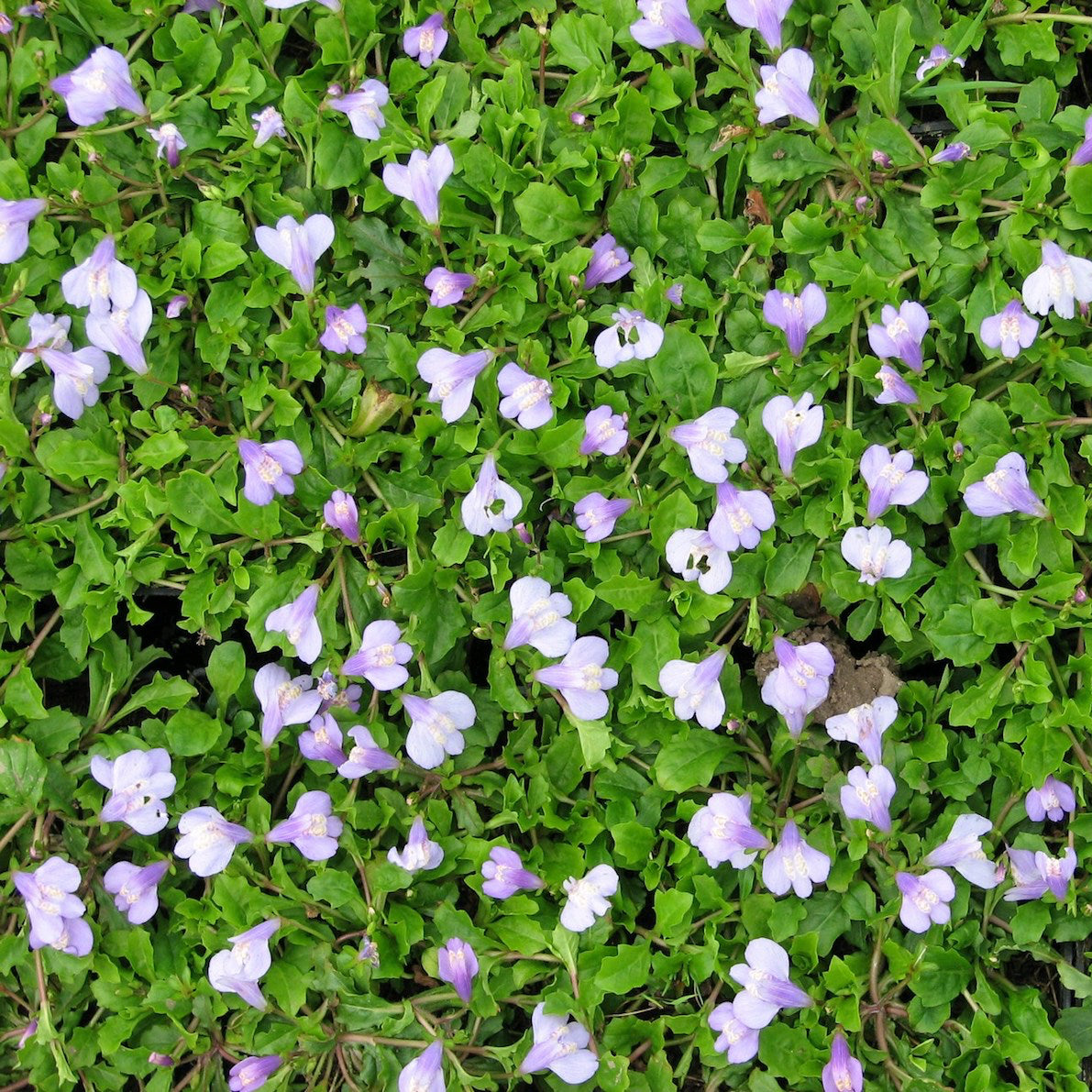 Creeping Mazus (Mazus Reptans)