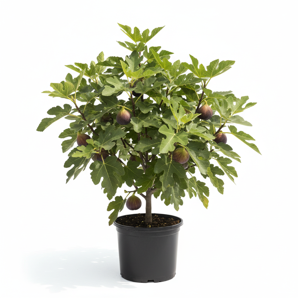 Celeste Fig Tree- 1 Gallon