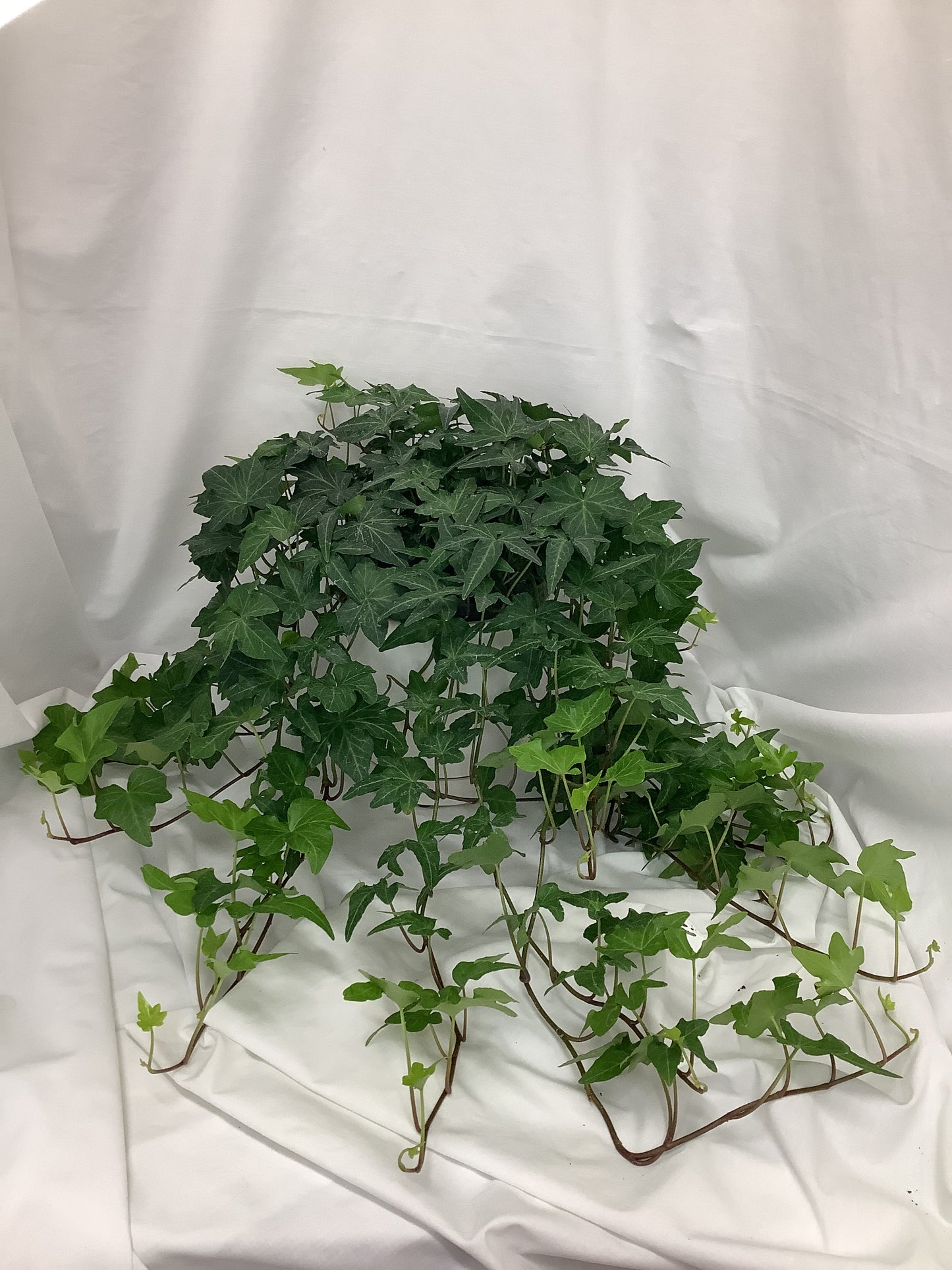 Hedera Helix English Ivy 6"