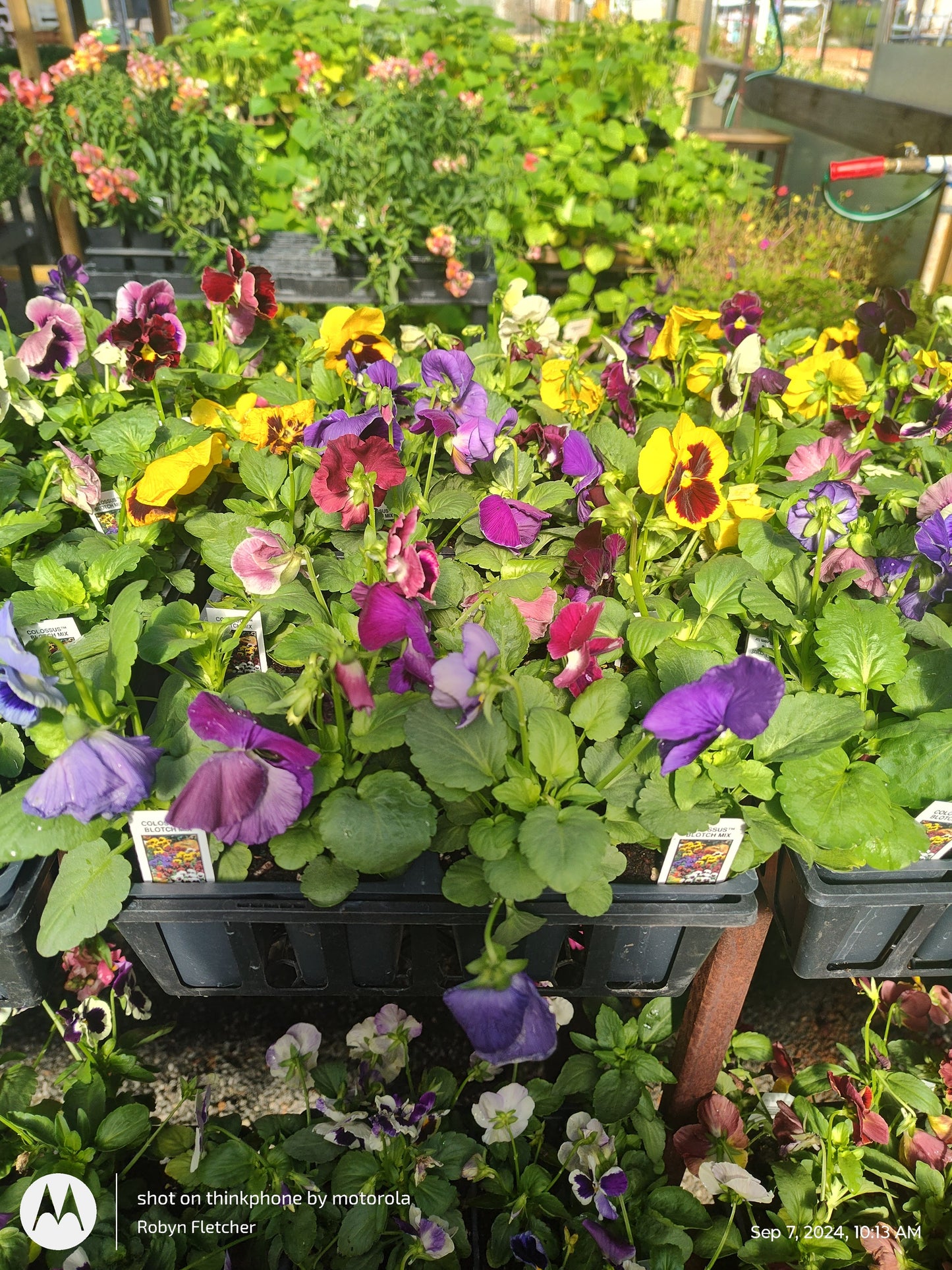 Pansy 4 pack
