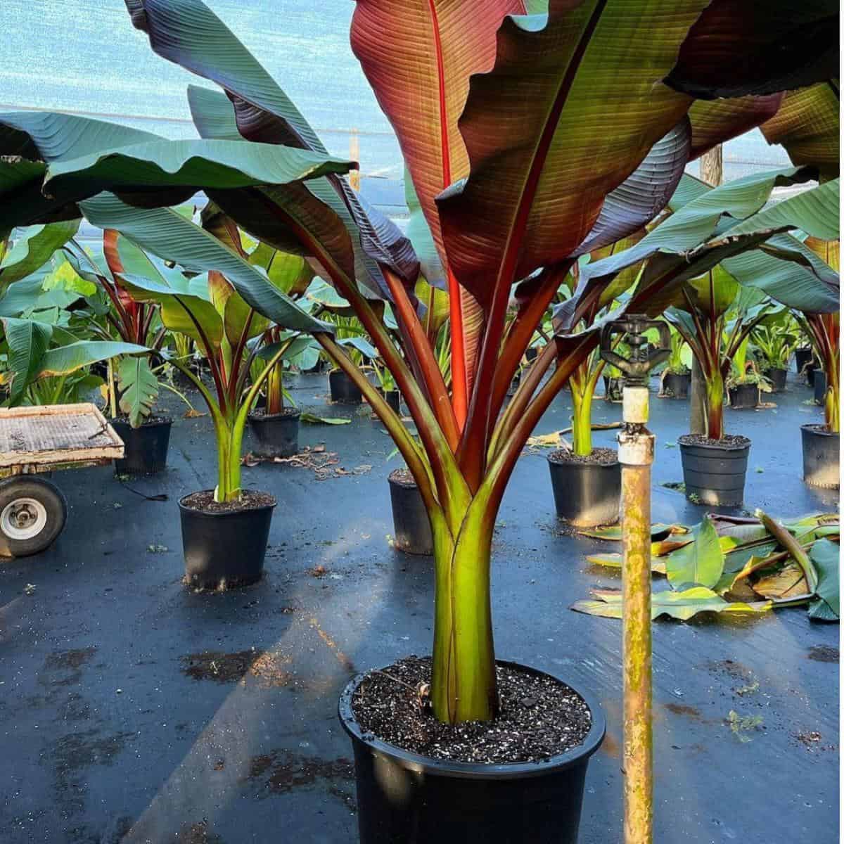 Ensete Maurelli Red Abyssinian Banana