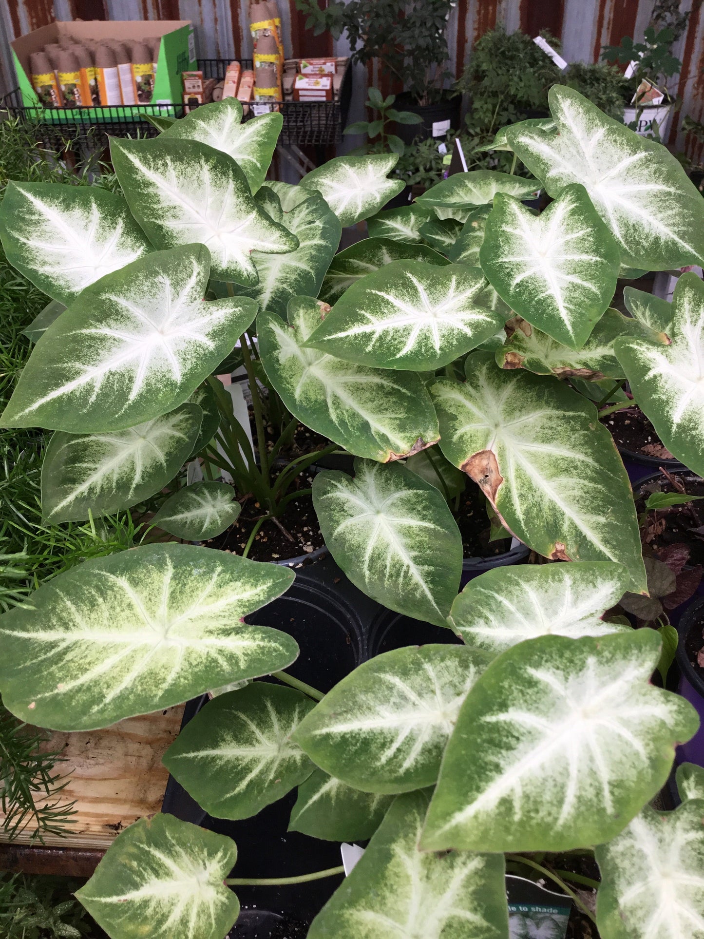 Caladium Aaron (wht/sun) - Bedding Plants