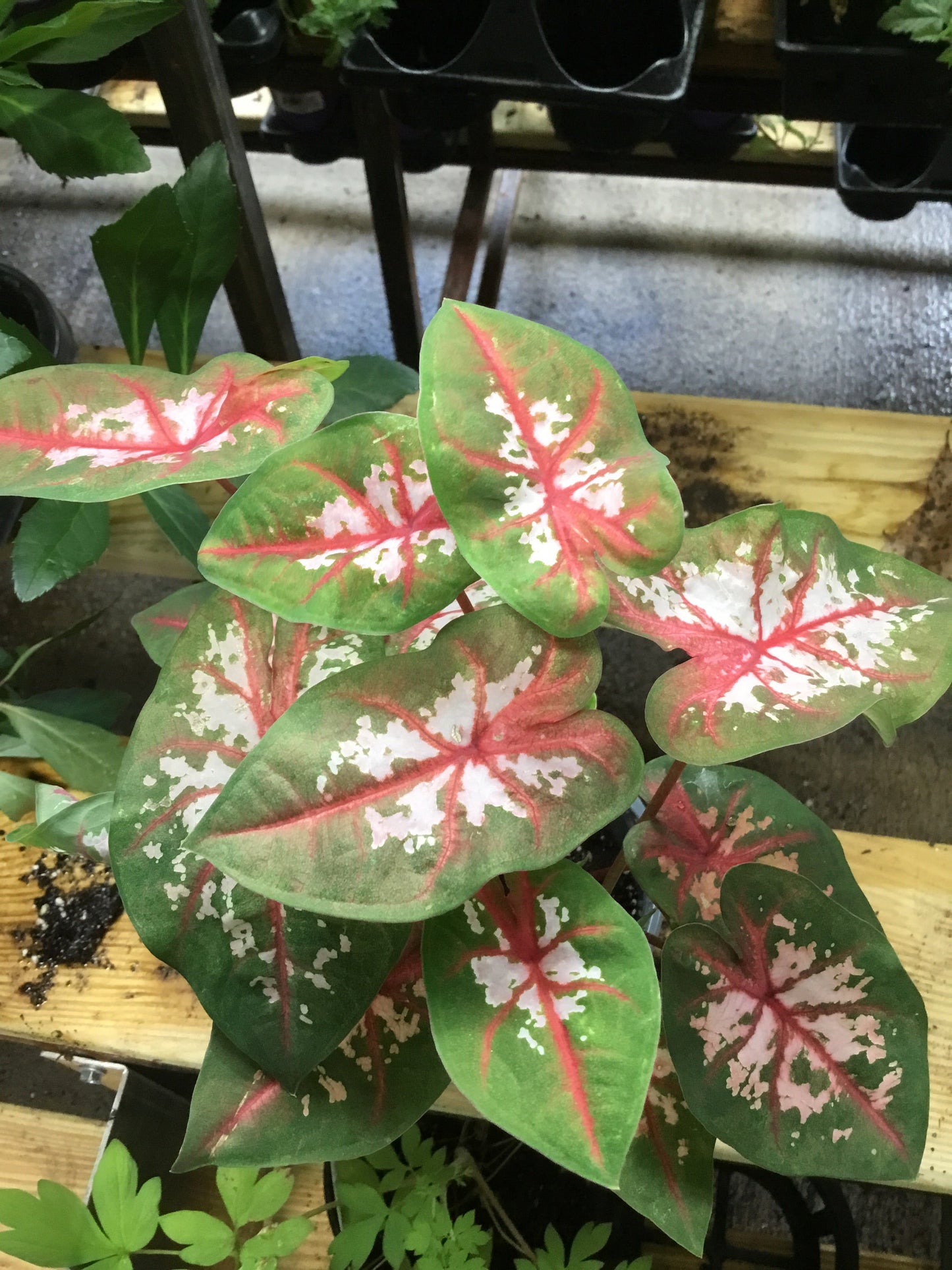 Caladium CWharton (pk/sun) 4.3 - Bedding Plants