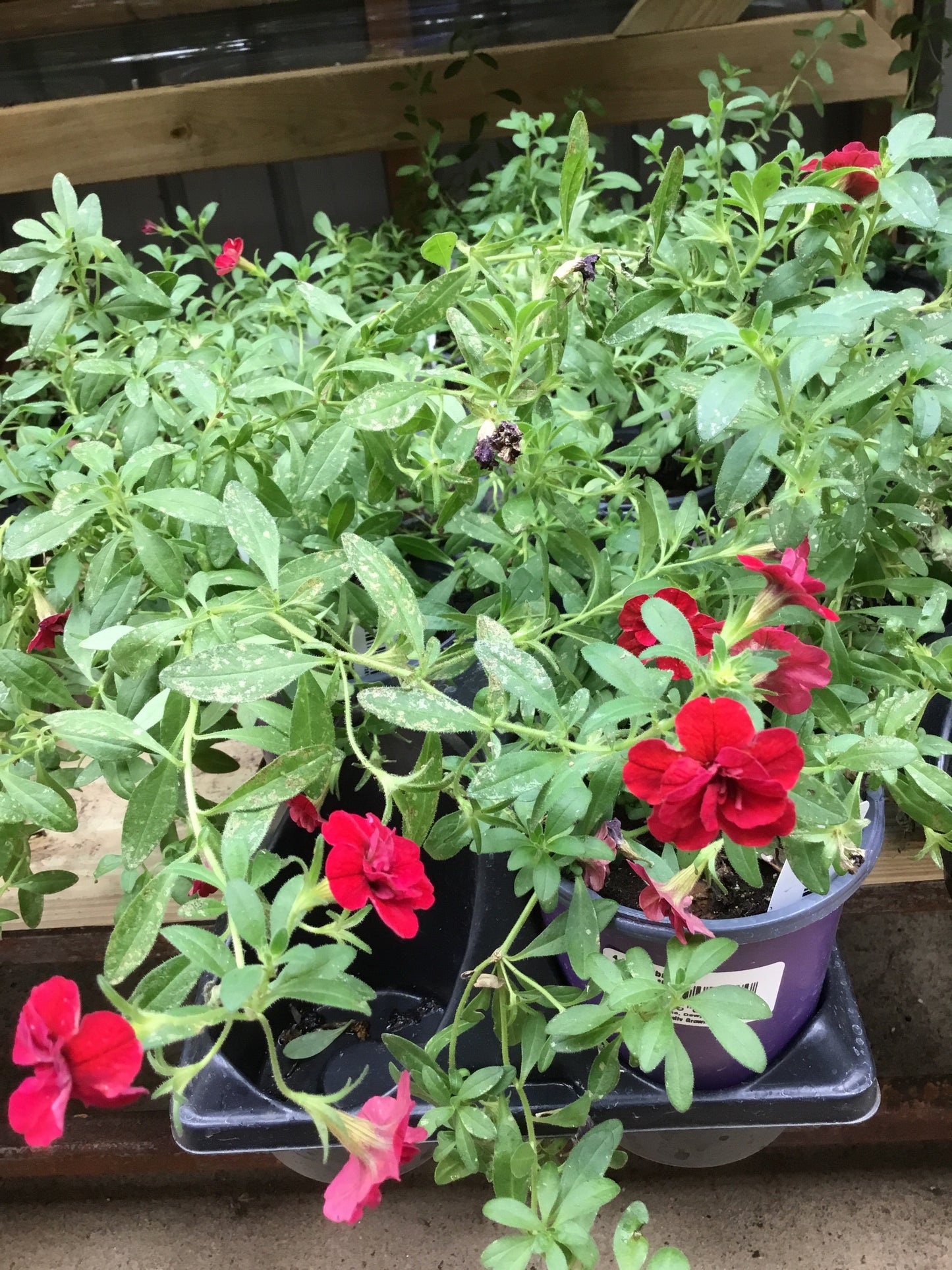 Calib MF Dbl Red 4.3 - Bedding Plants