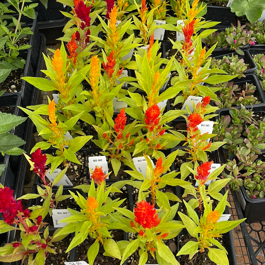 Celosia Ice Cream Mix - Bedding Plants