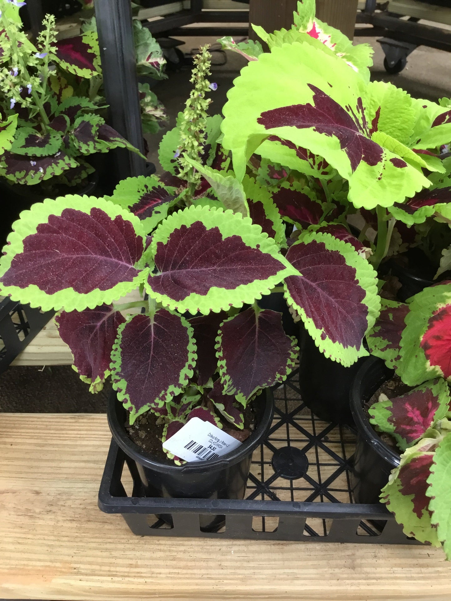 Coleus Kong Jr Rose 4.3 - Bedding Plants