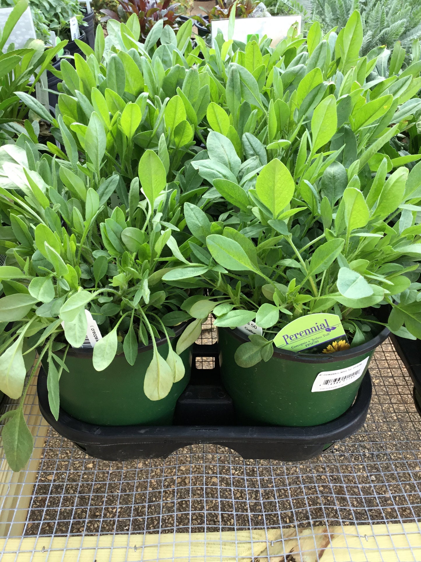 Coreopsis Jethro Tull - Gallon - Perennials