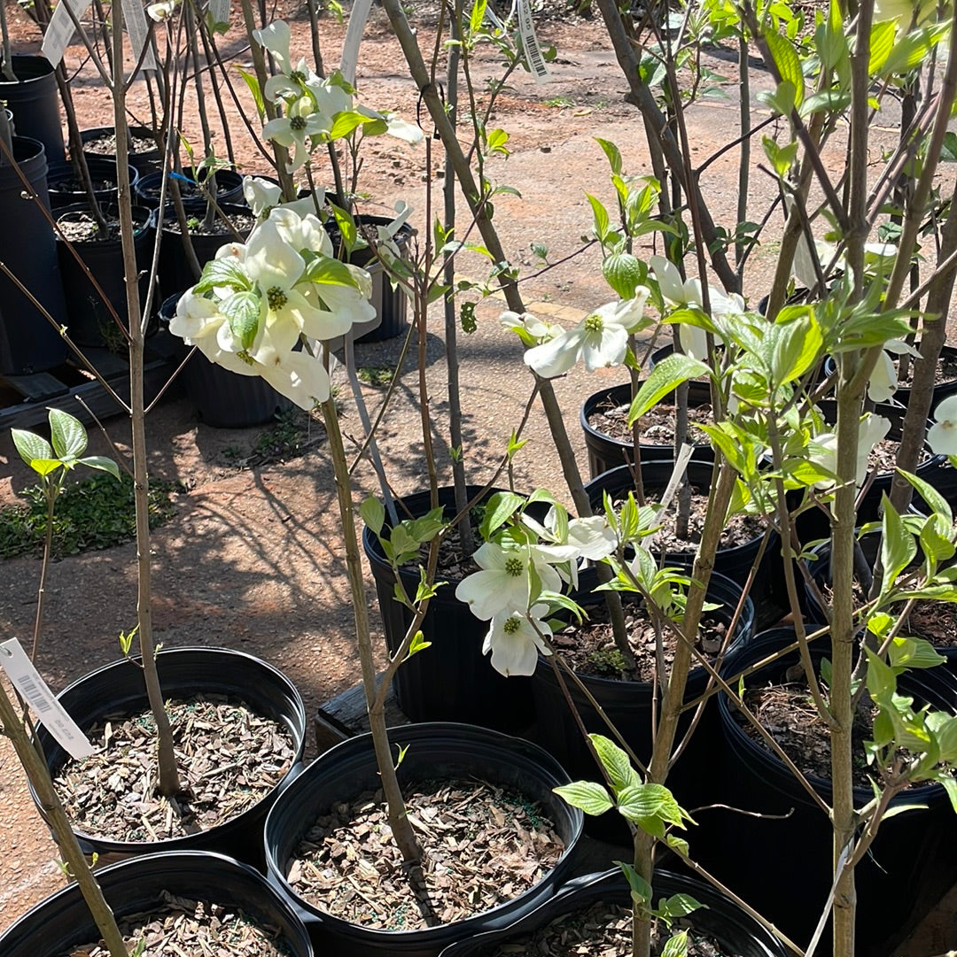 Cornus Florida Cherokee Princess 3G - 3 - Trees/shrubs