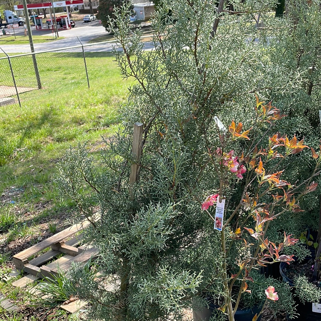 Cupressus Blue Ice #7 - 7 - Trees/shrubs