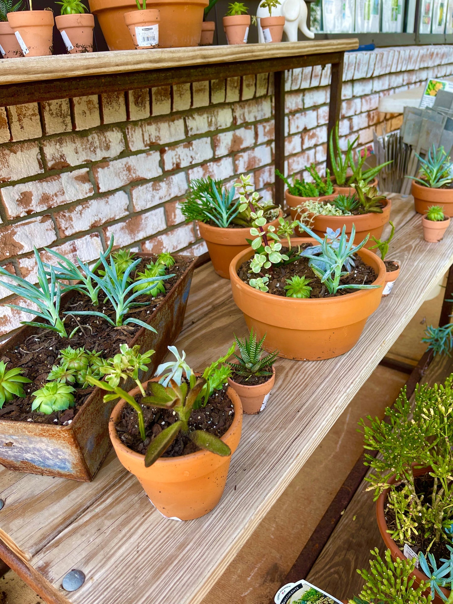 Half Clay Pot 8.5 Succulent Planter With 6 Succulents