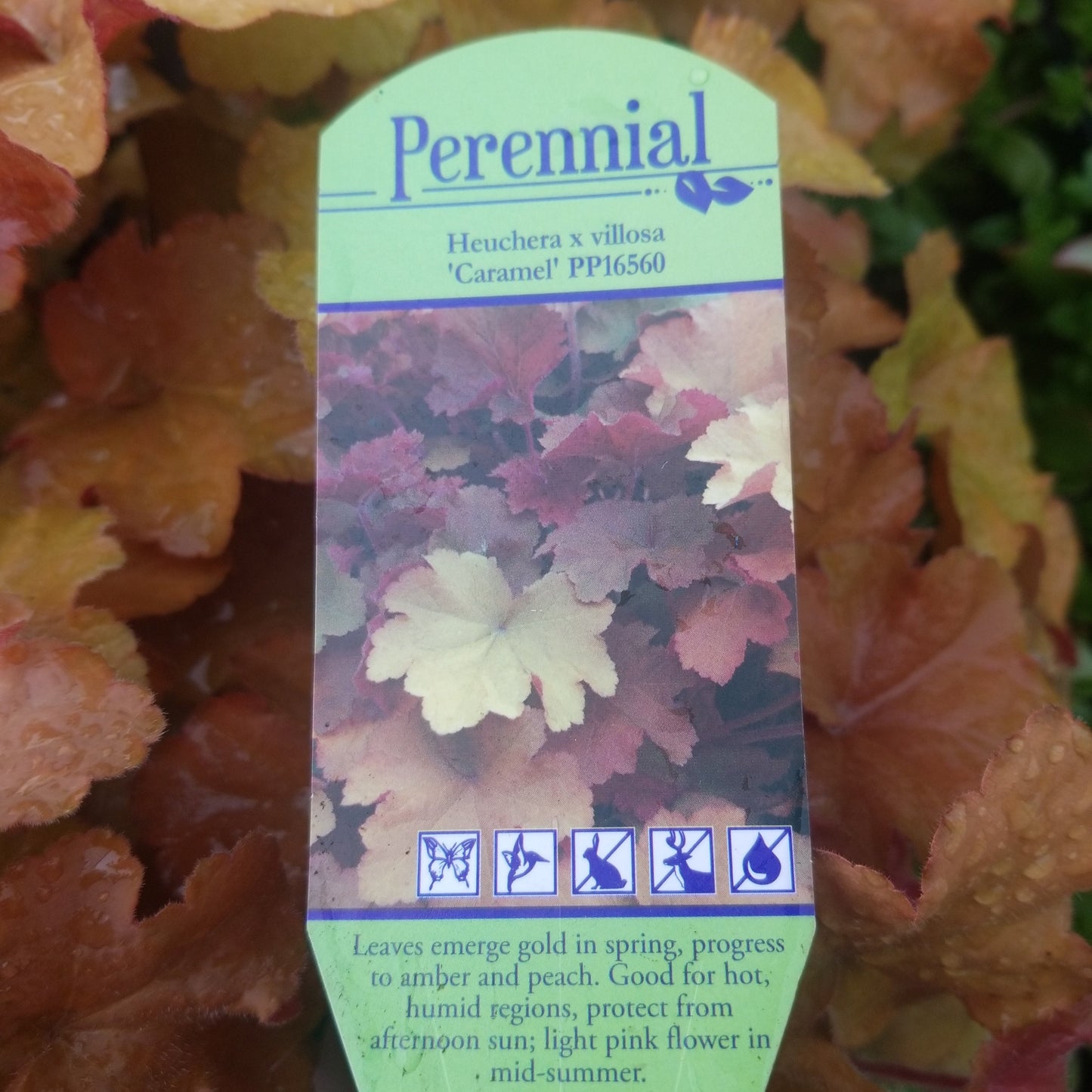 Heuchera Villosa Caramel - qt - Perennials