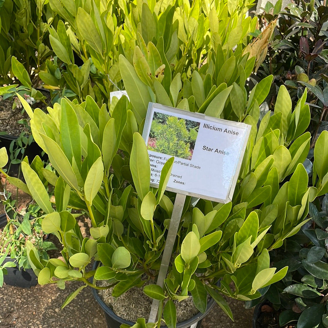 Illicium Anise #3 - 3 - Trees/shrubs