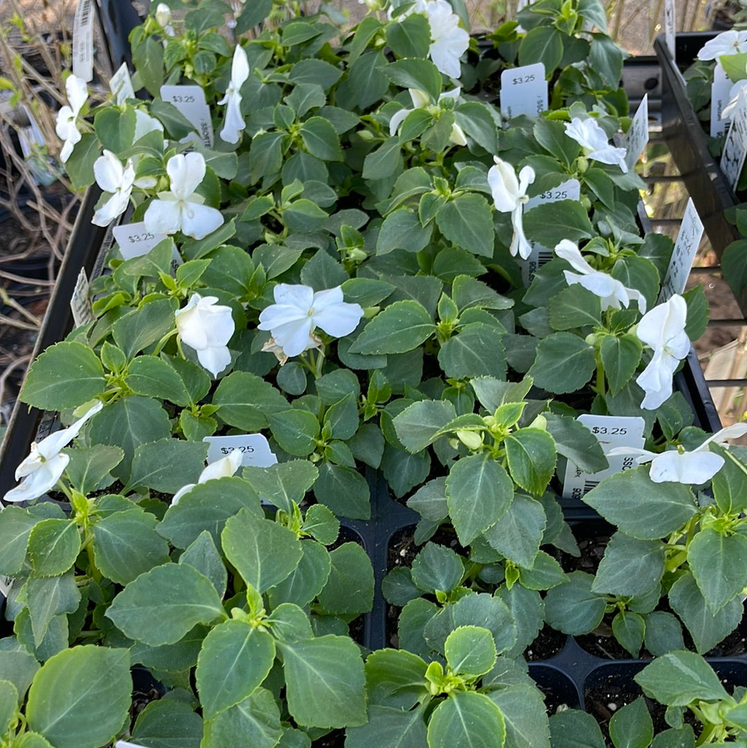 Impatiens Sunpatiens Compact White - Bedding Plants
