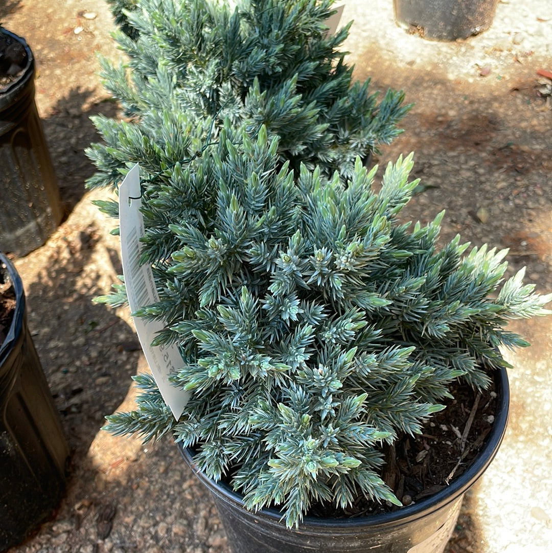 Juniperus Squamata Blue Star - 1 - Trees/shrubs
