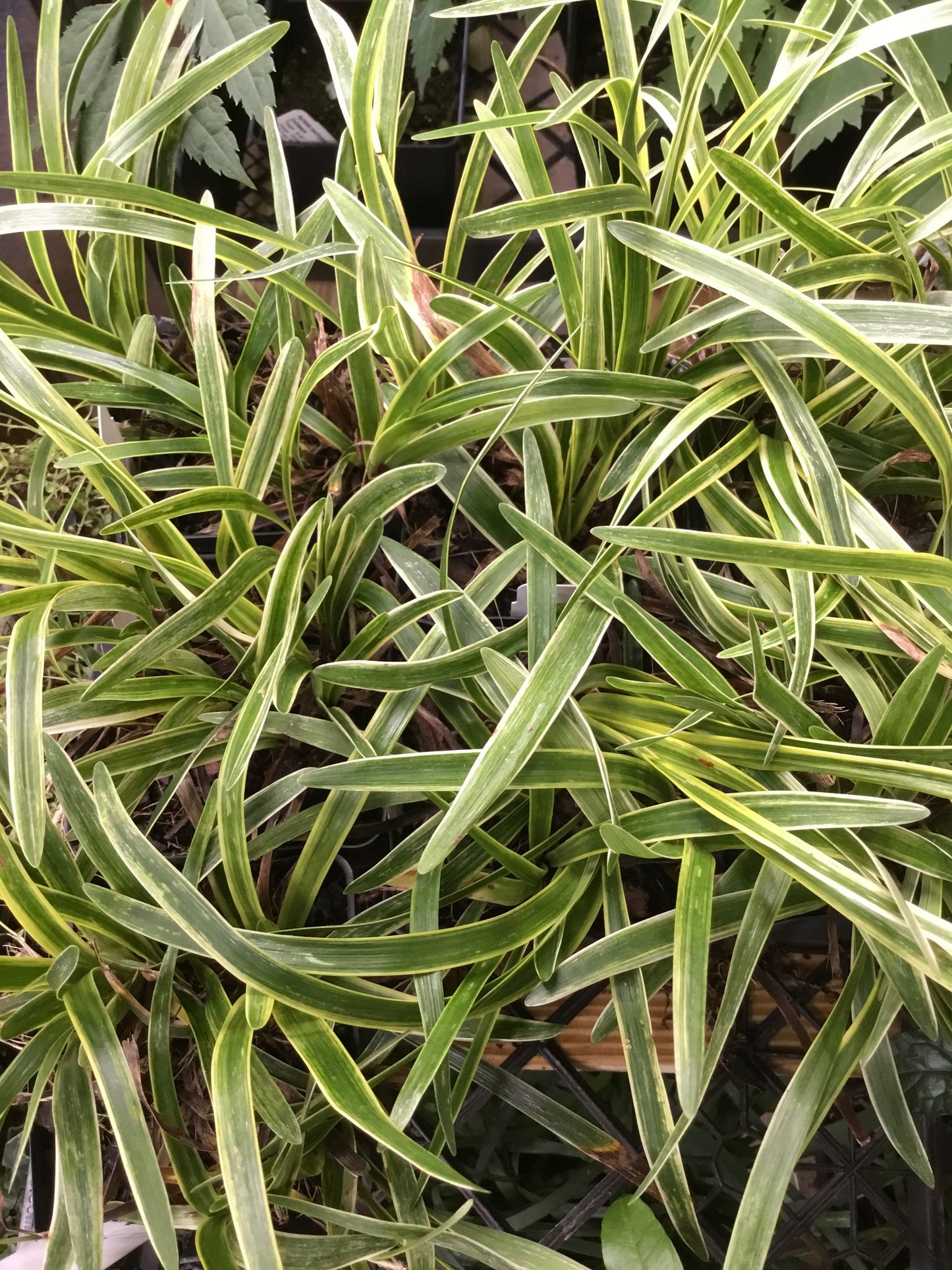 Liriope Variegata Pint - Groundcover