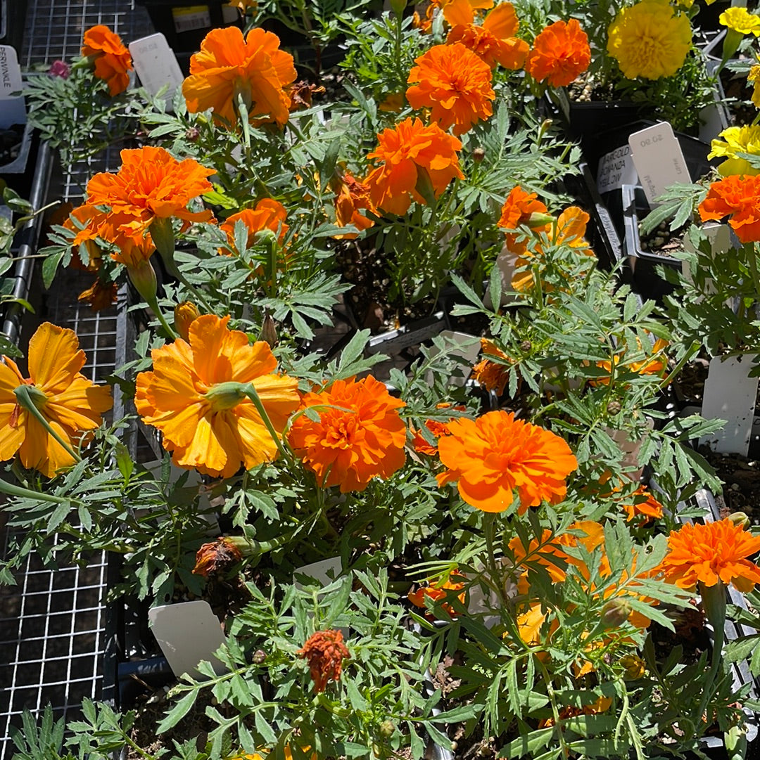 Marigold Bonanza Deep Orange - Bedding Plants