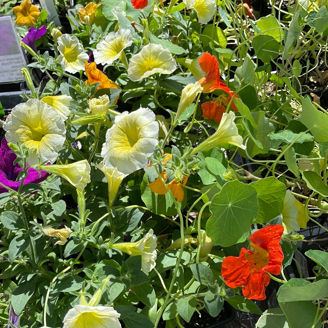 Nasturtium Jewel Blend - Bedding Plants