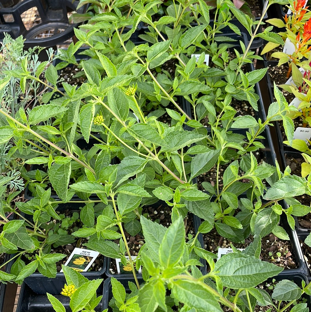 New Gold Lantana - Perennials
