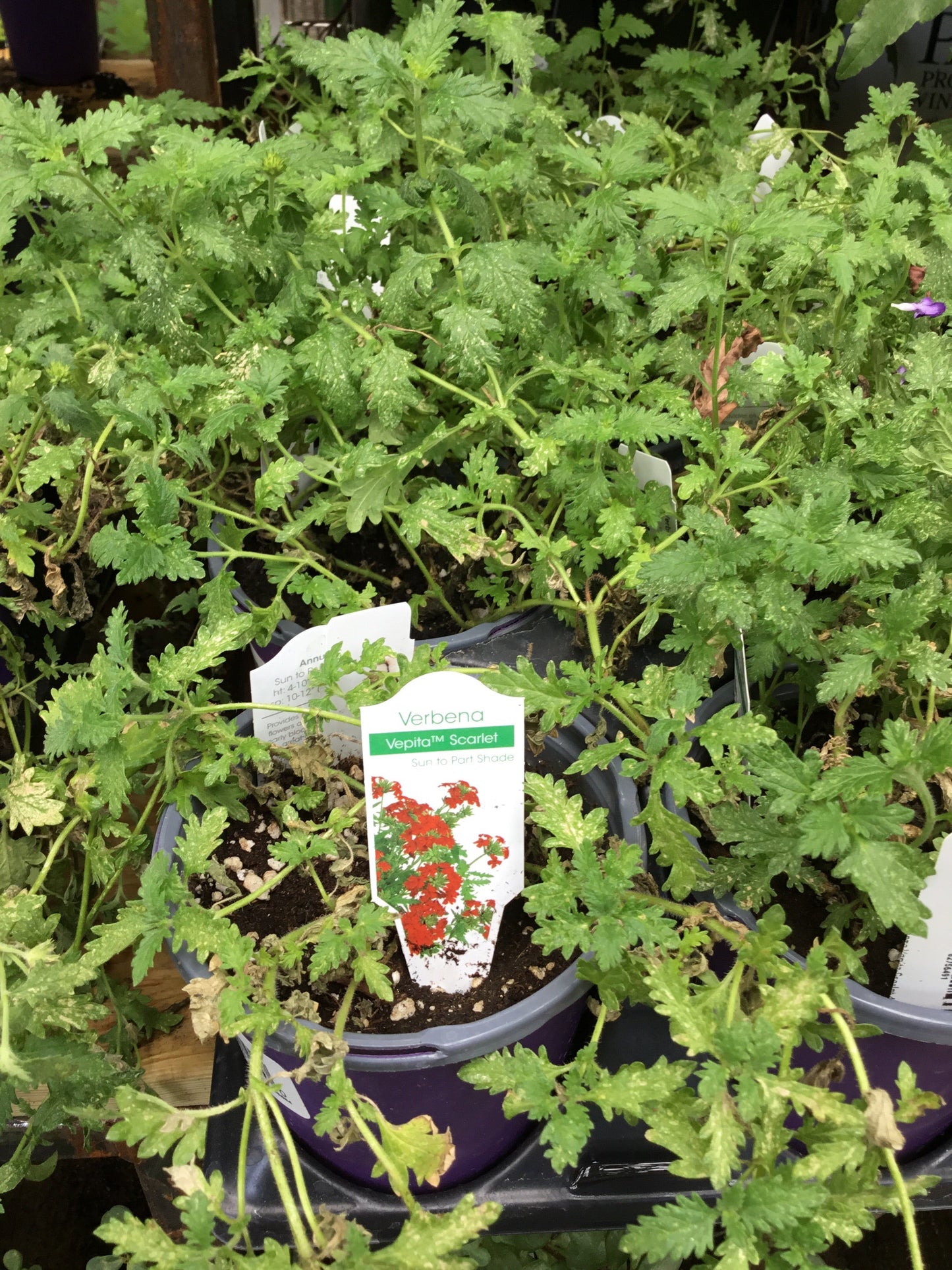 Verbena Vepita Scarlet 4.3 - Bedding Plants