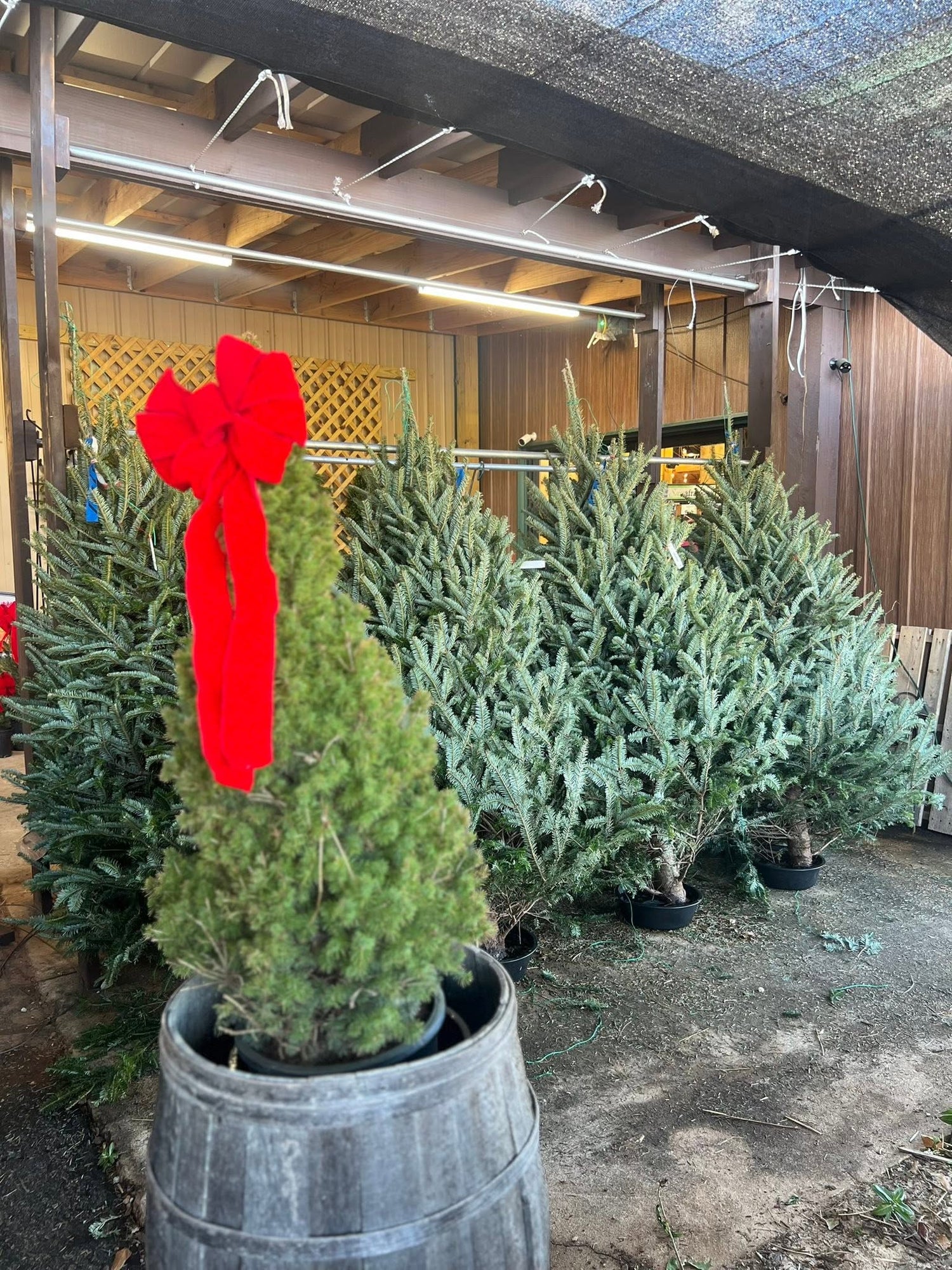 Christmas Trees