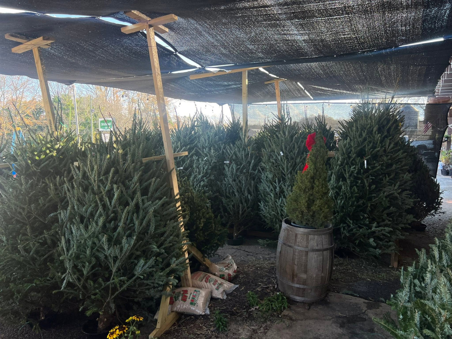 Christmas Trees