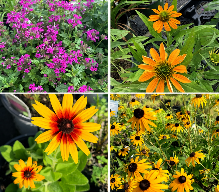 Perennials